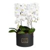 orchids-in-big-black-round-box