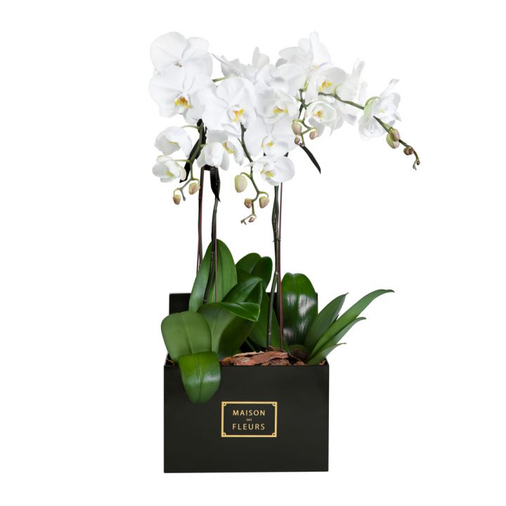 orchids-in-big-black-square-box