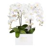 orchids-in-big-square-box