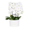 orchids-in-big-white-round-box