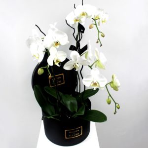Белые орхидеи Maison des Fleurs
