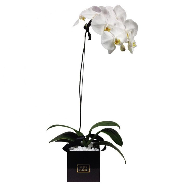 Белая орхидея в квадратной коробке